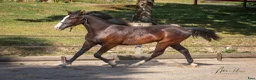 Allround hästar till salu: Töltande Rocky Mountain Horse i Linköping - Annons 1