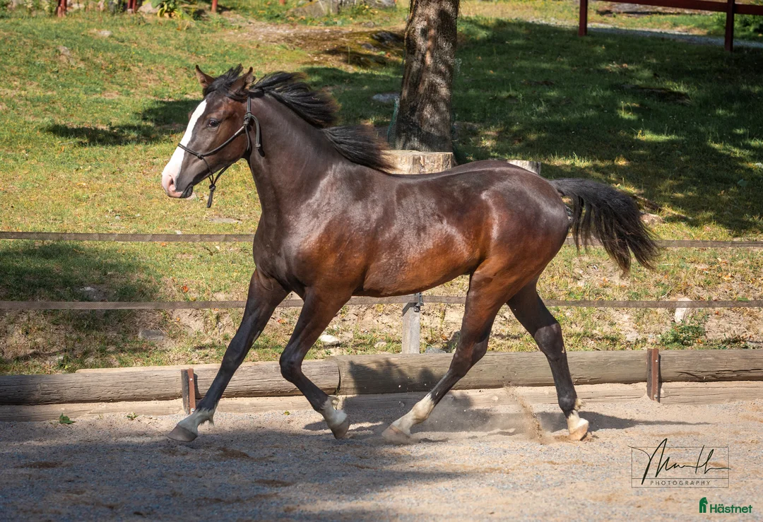 Allround hästar till salu: Töltande Rocky Mountain Horse i Linköping - Annons 1