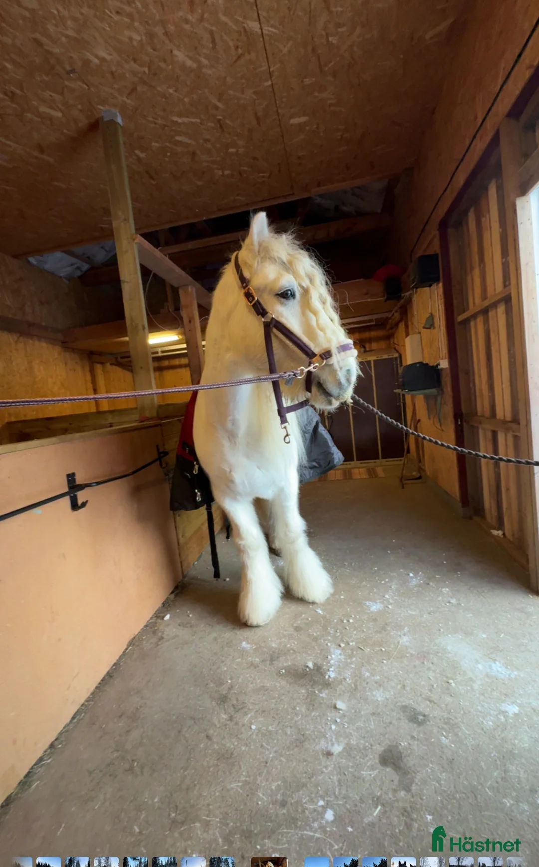 Allround hästar till salu: Vitt prins - Annons 7