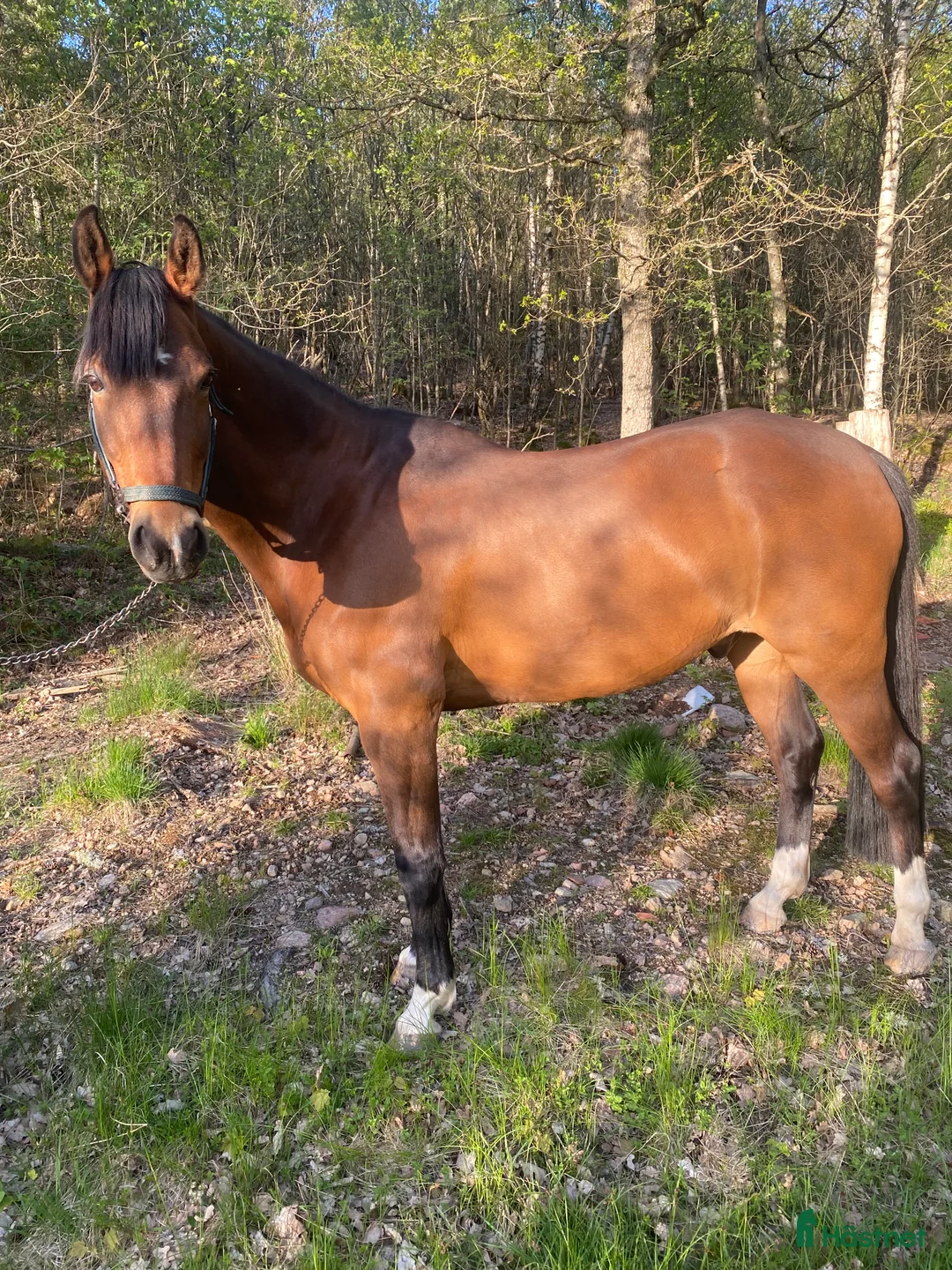  foderhäst finnes: Mycket snäll valack utlånas till sällskap i Lödöse - Annons 2