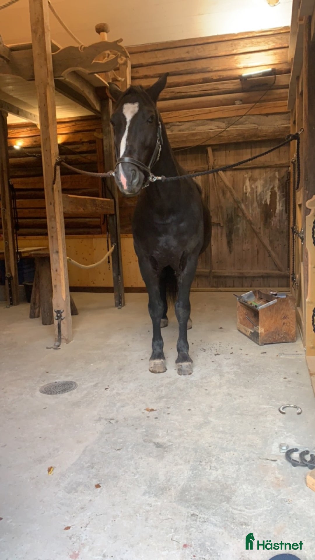 Allround hästar till salu: Fin valack söker nytt hem i Borlänge - Annons 4
