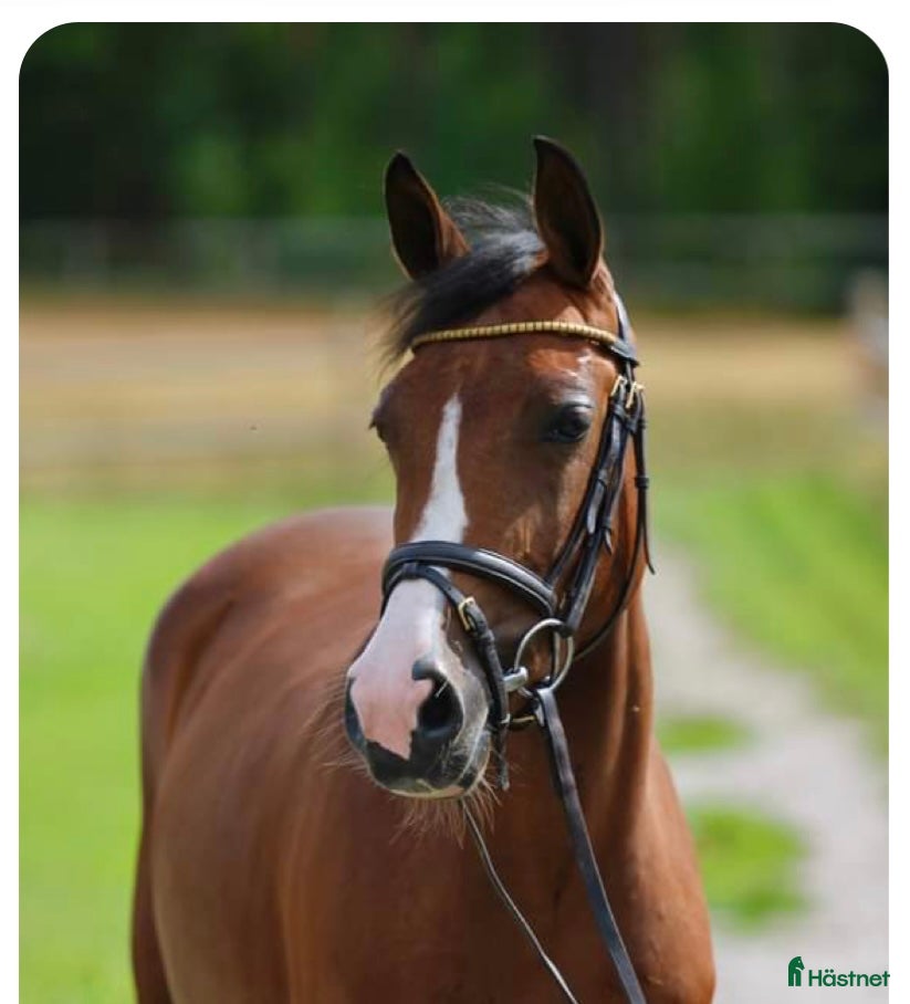  hästar Snäll och välutbildad dressyrtalang, FEI-kvalad  i Bälinge - Annons 18