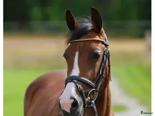 hästar Snäll och välutbildad dressyrtalang, FEI-kvalad i Bälinge - Annons 18