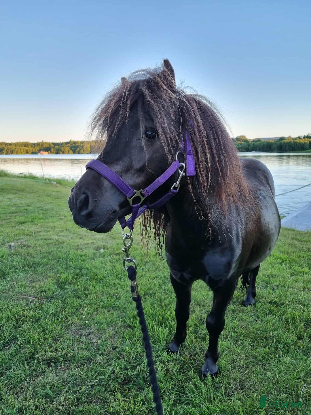 Sällskap hästar till salu: Minishetlandsponny söker sin nya familj i Bjästa - Annons 3