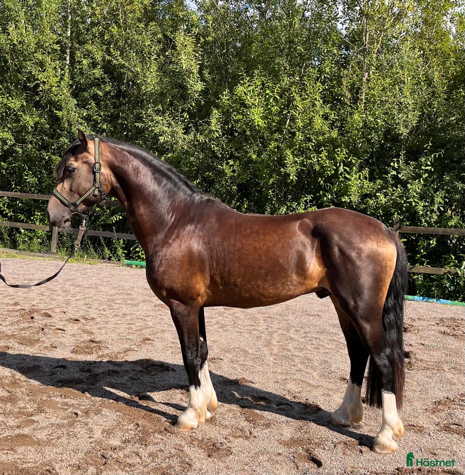  hästar Bilskön Treårig Welsh cob val.  - Annons 1