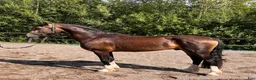 Allround hästar till salu: Bilskön Treårig Welsh cob val.  - Annons 1