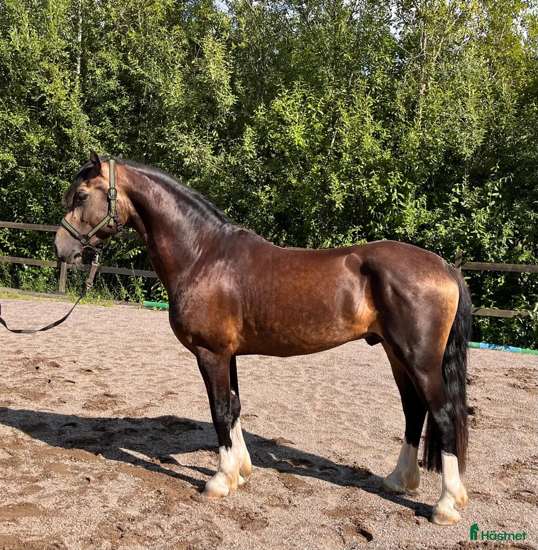 Allround hästar till salu: Bilskön Treårig Welsh cob val.  - Annons 1