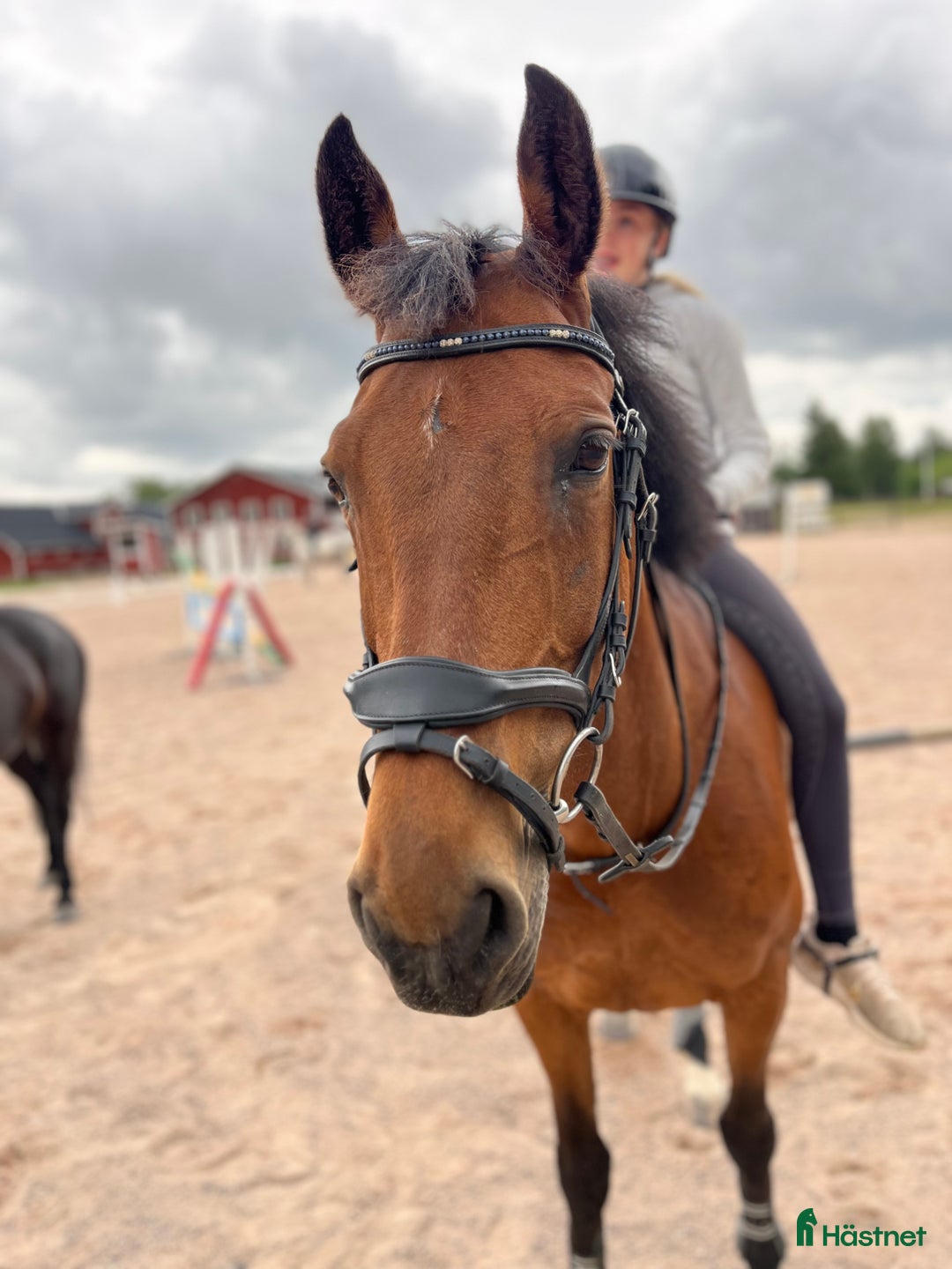 Hoppning hästar till salu: Snäll hopphäst i Malung - Annons 2