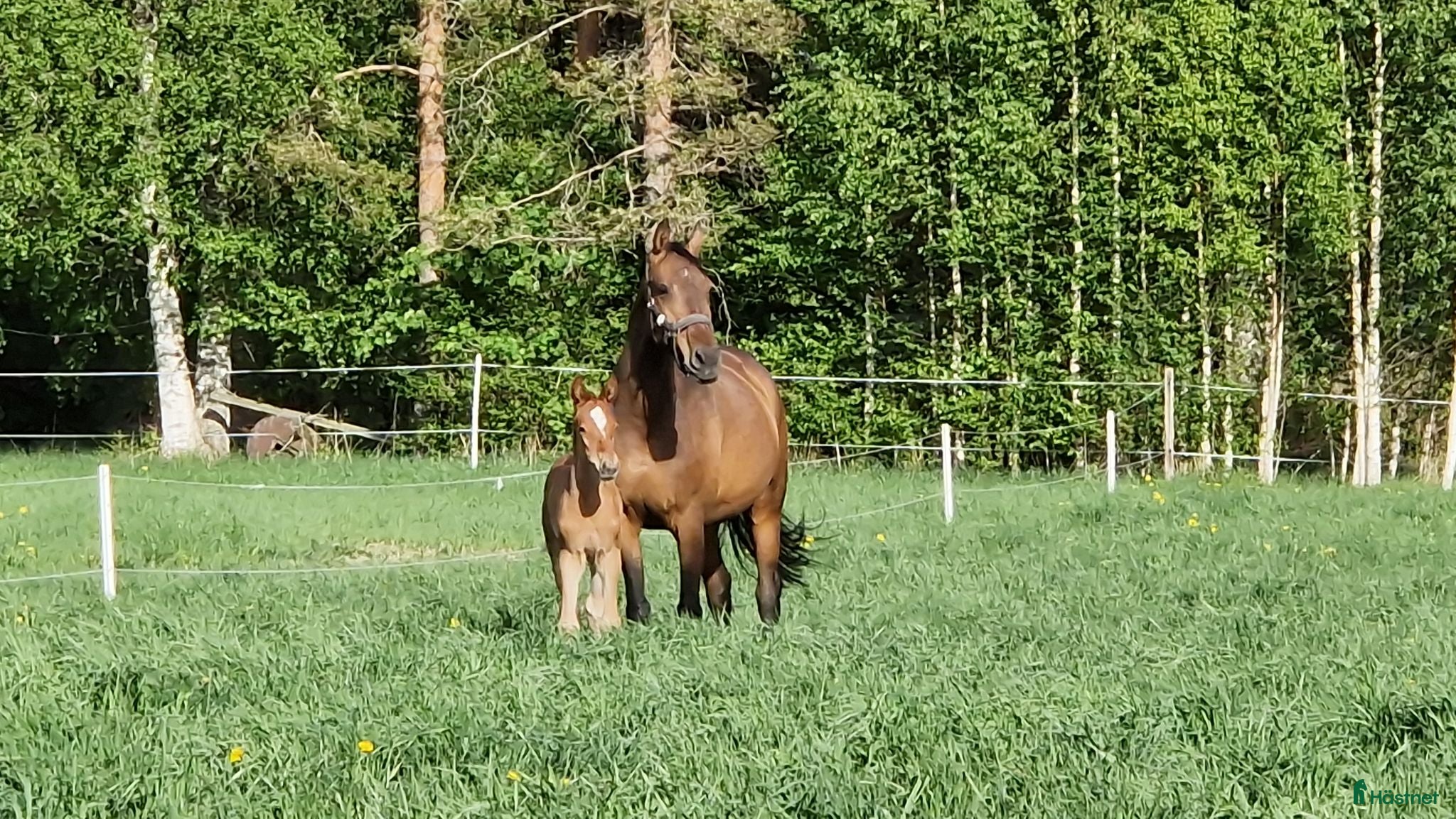  hästar ⭐ SWB Hingstföl för hoppsport ⭐  - Annons 7