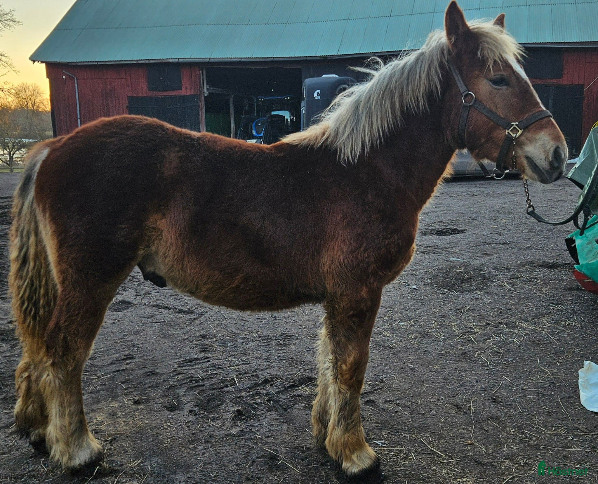  hästar Ardenner 2025 - Annons 1