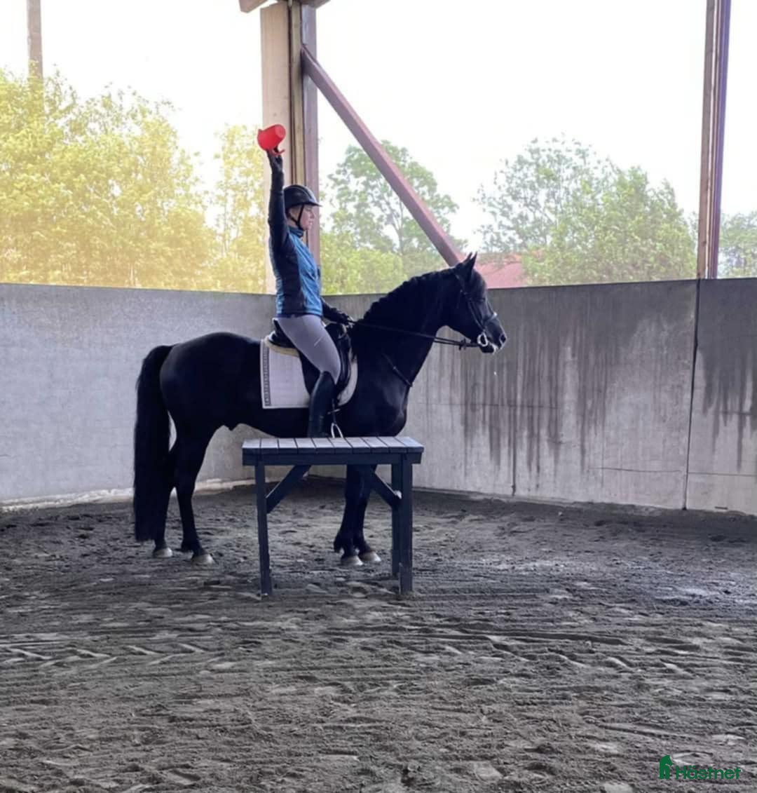 Allround hästar till salu: Morgan valack i Sätila - Annons 2