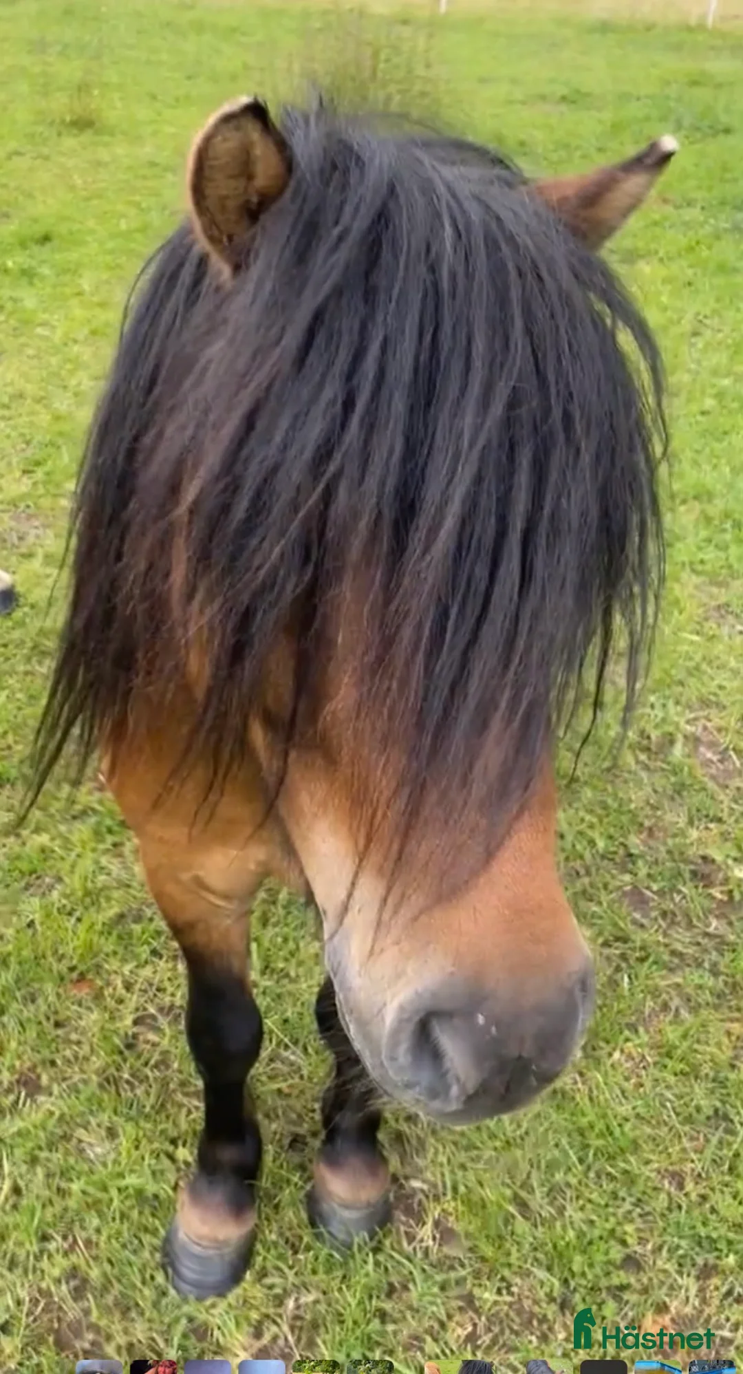 Övrigt hästar till salu: Genomsnäll barnponny - Annons 2