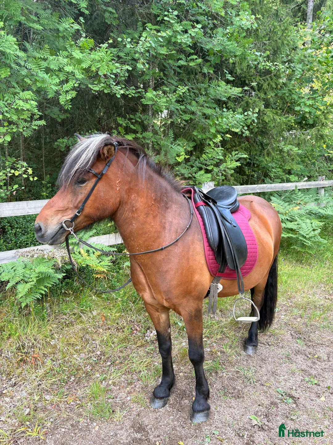 Island hästar till salu: Trygg och snäll ung valack med fint temperament ❤️ - Annons 1
