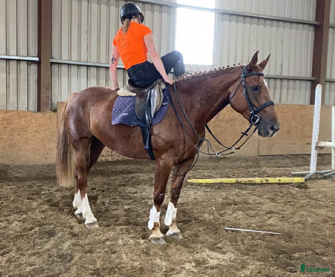 Allround hästar till salu: Solid allrounder 163cm i Ljungby - Annons 3