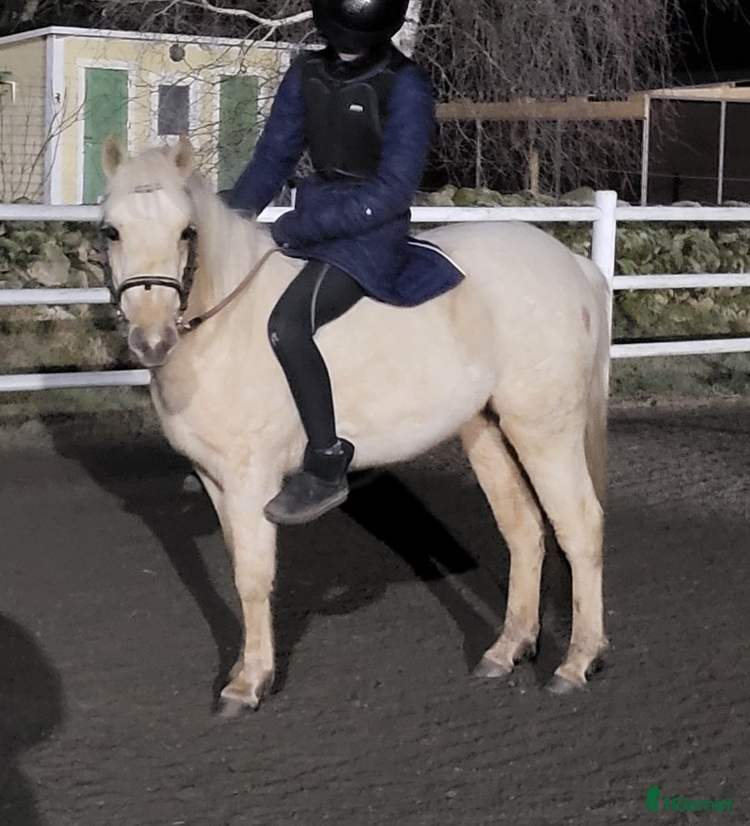 Allround hästar till salu: Trevlig ungponny i Vårgårda - Annons 3