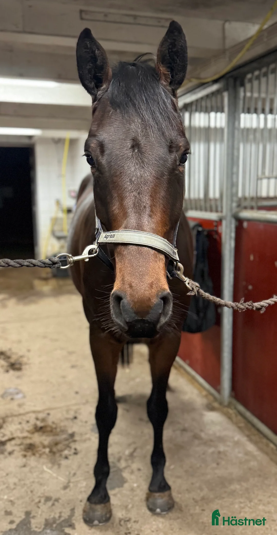 Hoppning hästar till salu: Lovande unghäst ✨ i Björklinge - Annons 5