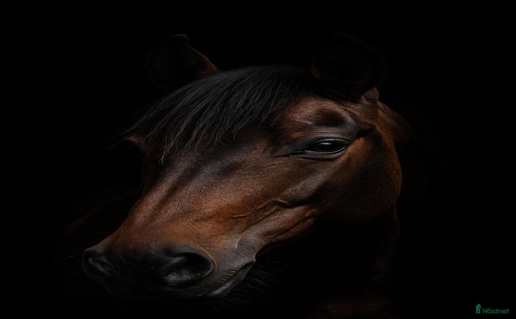  hästar i Huddinge - Annons 1