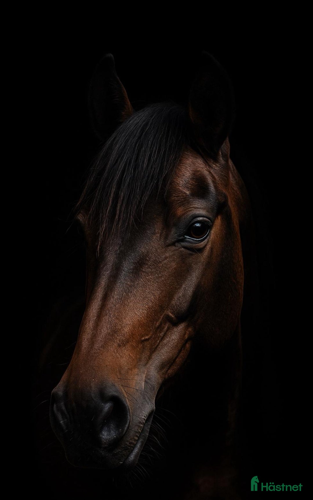 Allround hästar till salu: Fin ridtravare  i Huddinge - Annons 1