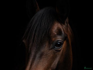 hästar Fin ridtravare i Huddinge - Annons 6