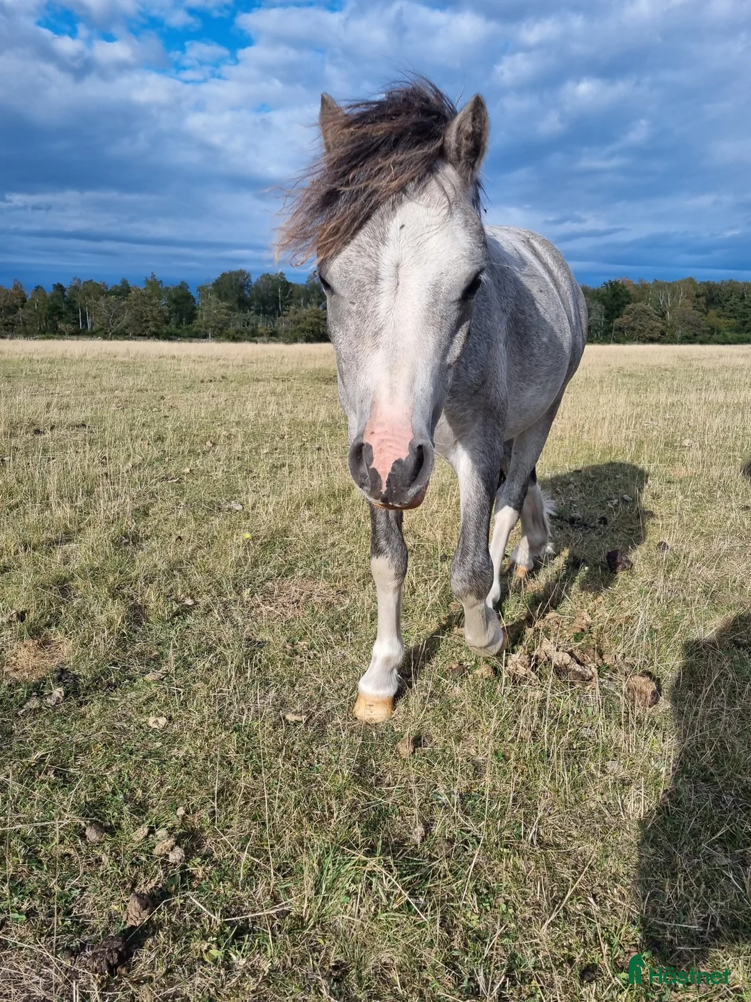 Allround hästar till salu: Welsh Mountain  i Borgholm - Annons 3