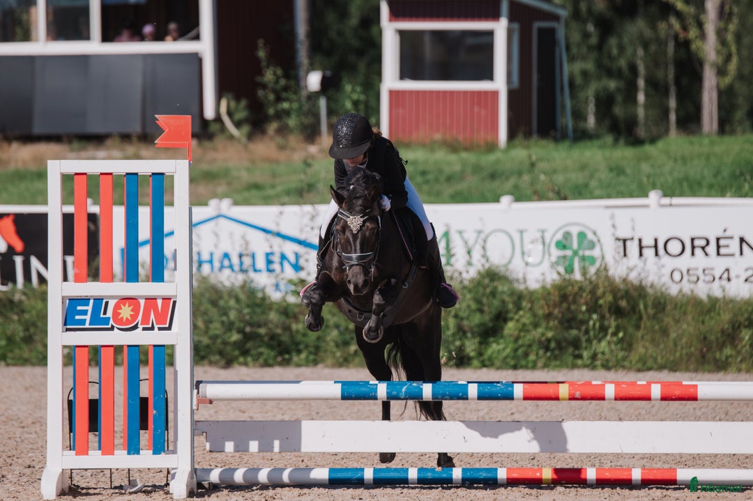 Hoppning hästar till salu: Perfekt allround ponny i Årjäng - Annons 3