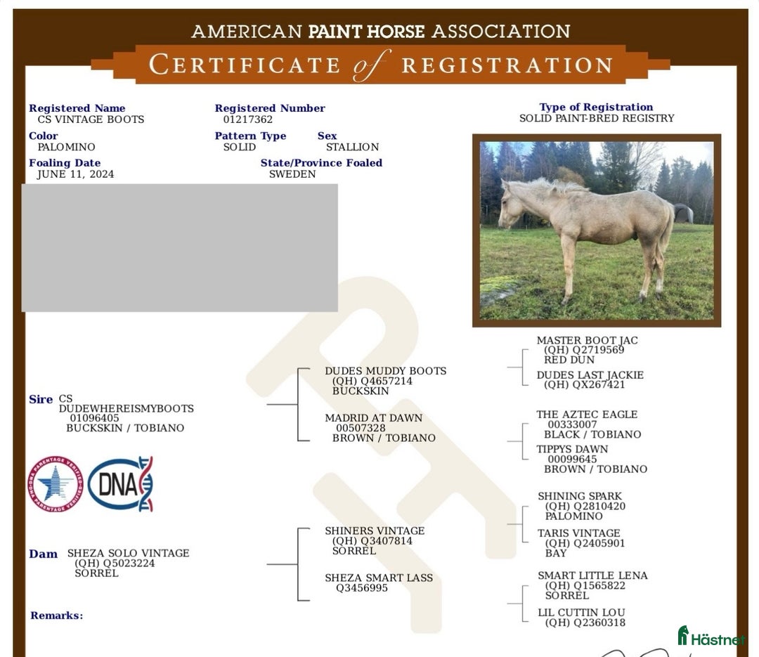 Western hästar till salu: Drömhästen  i Bredared - Annons 8