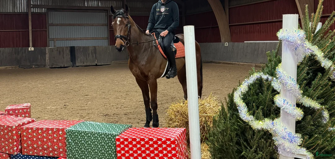 Allround hästar till salu: Finaste Allan söker kärleksfullt hem - Annons 2