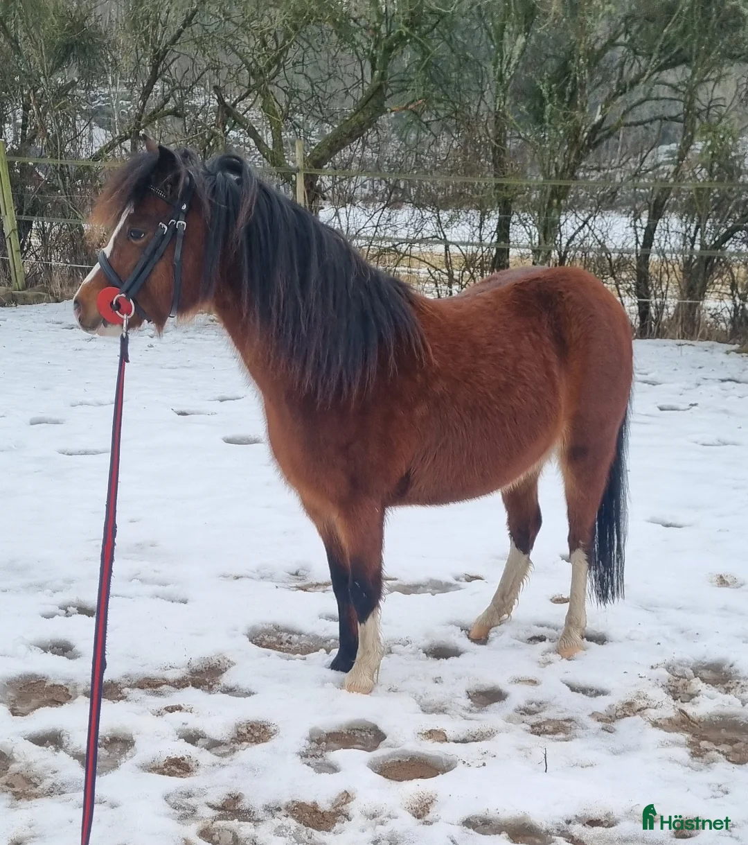 Allround hästar till salu: Welsh Mountain  - Annons 2