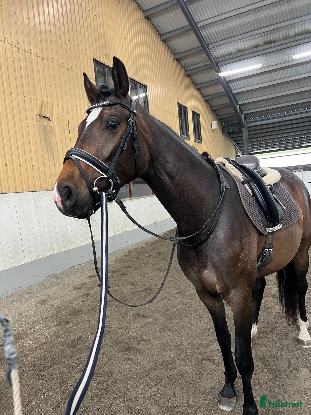 Allround hästar till salu: Unghäst men stora potential till salu  i Flyinge - Bild 4
