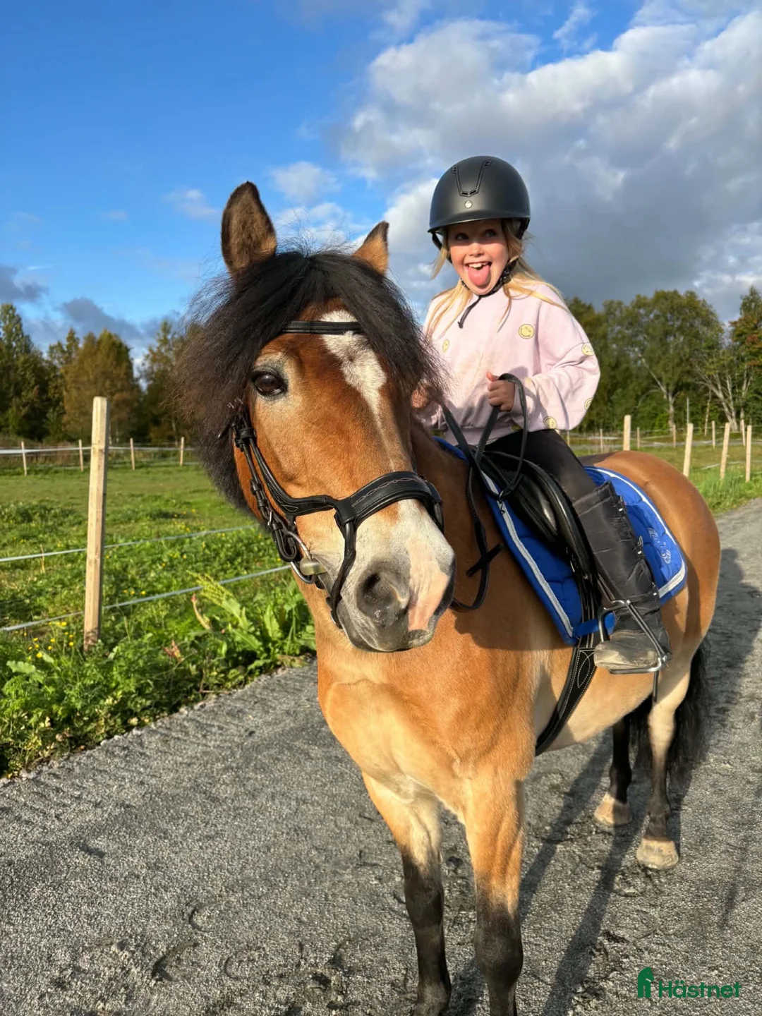 Allround hästar till salu: En bästa kompis🎀 - Annons 2