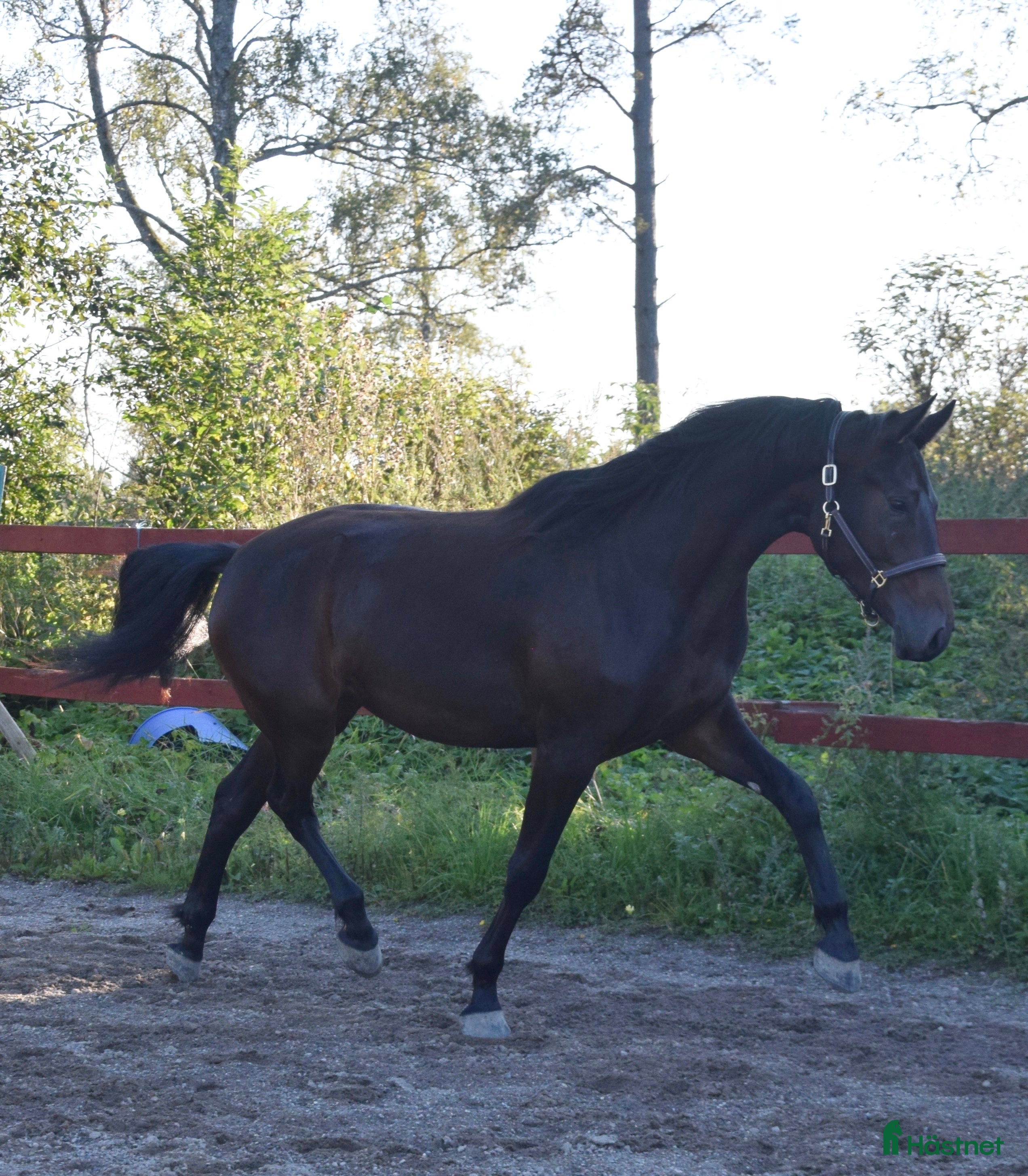  hästar Snyggt och lovande sto.  - Annons 13