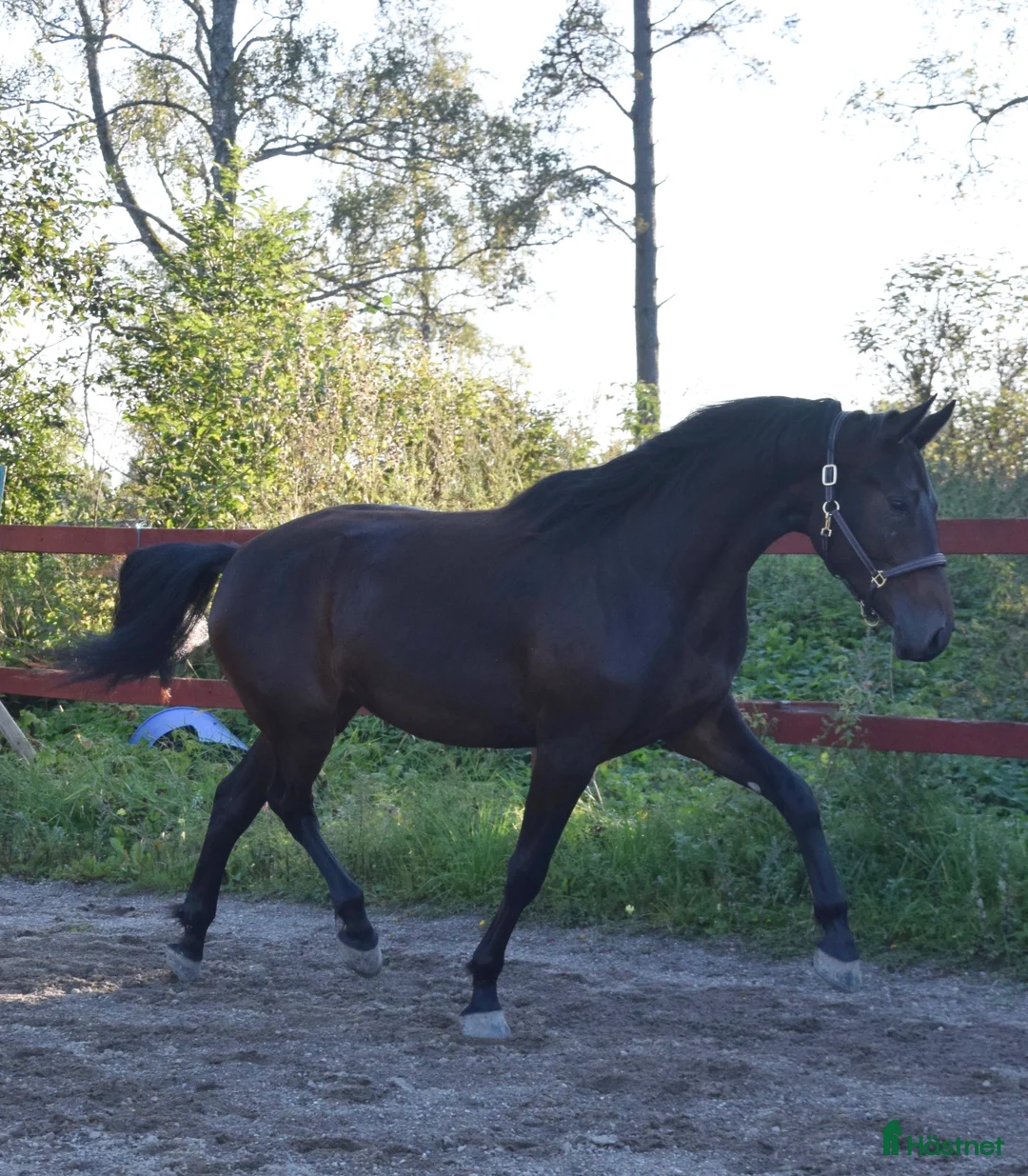 Dressyr hästar till salu: Snyggt och lovande sto.  - Annons 2