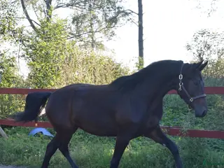 hästar Snyggt och lovande sto. - Annons 13