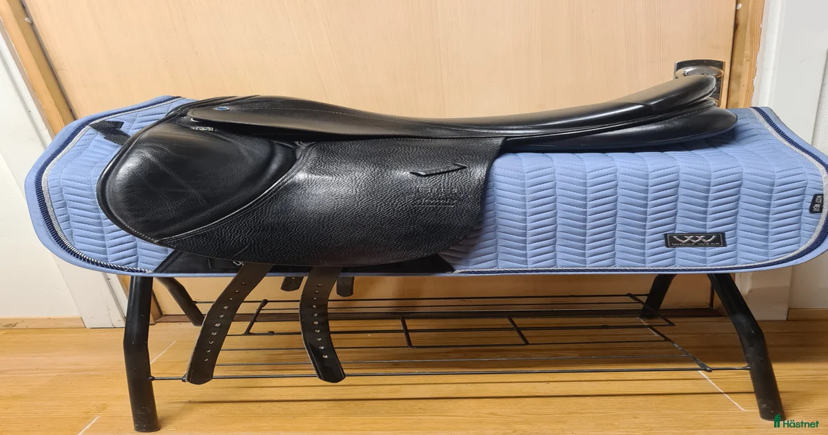 Stubben Aramis till salu i Hamneda | Hästnet