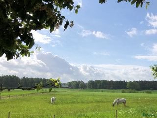 foderhäst Bästa vän sökes! i Mariestad - Annons 19