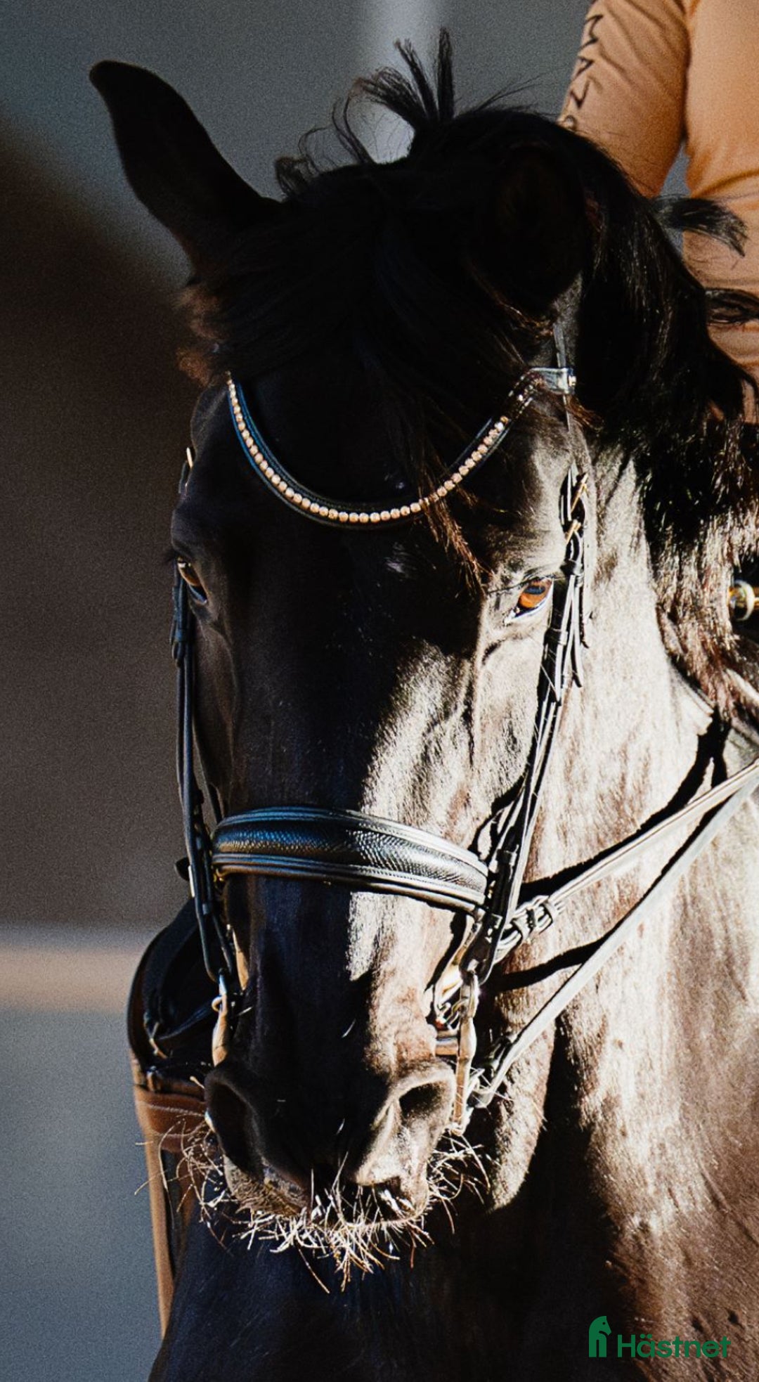 Träns hästutrustning till salu: Helt nytt Mrs Ros kandar i Tyresö - Annons 3