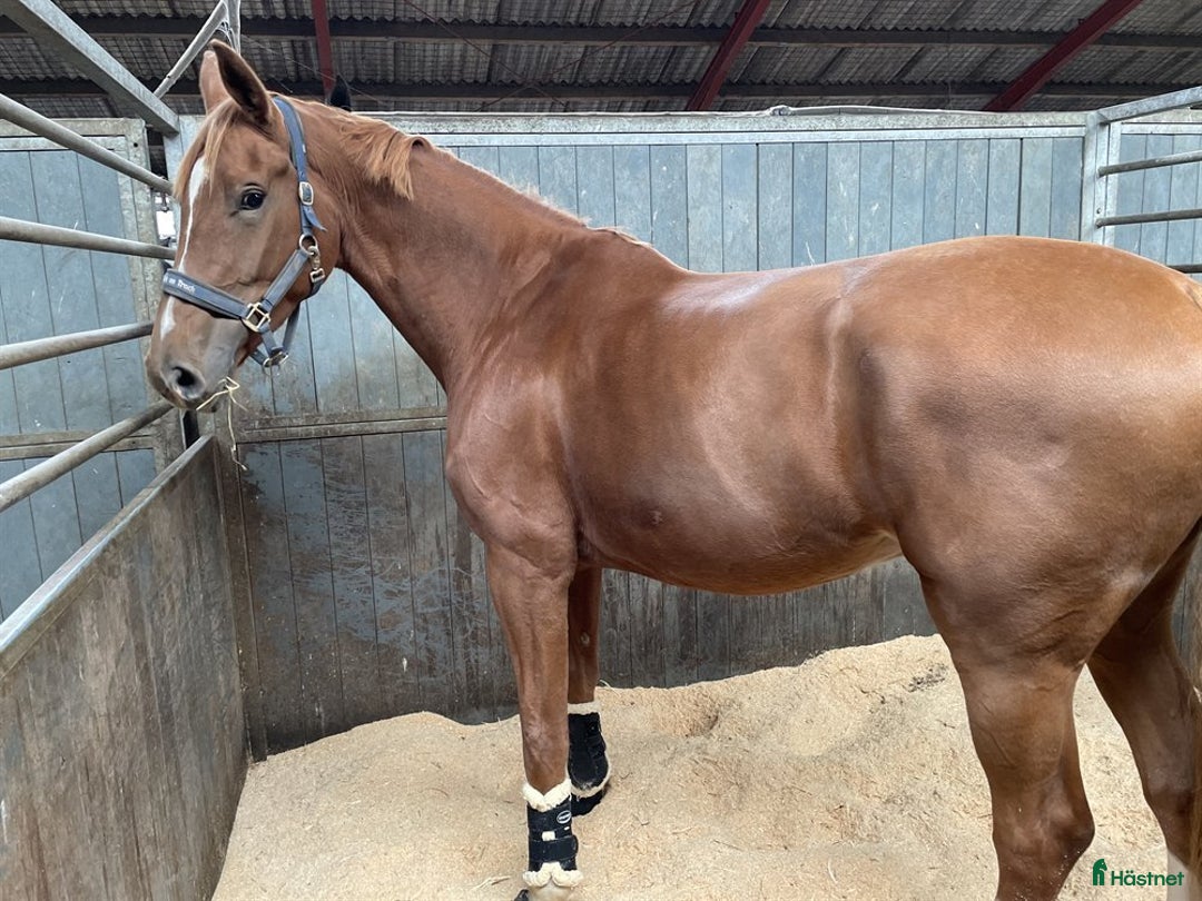 Dressyr hästar till salu: Harmonisk häst med bra ridbarhet - Annons 3