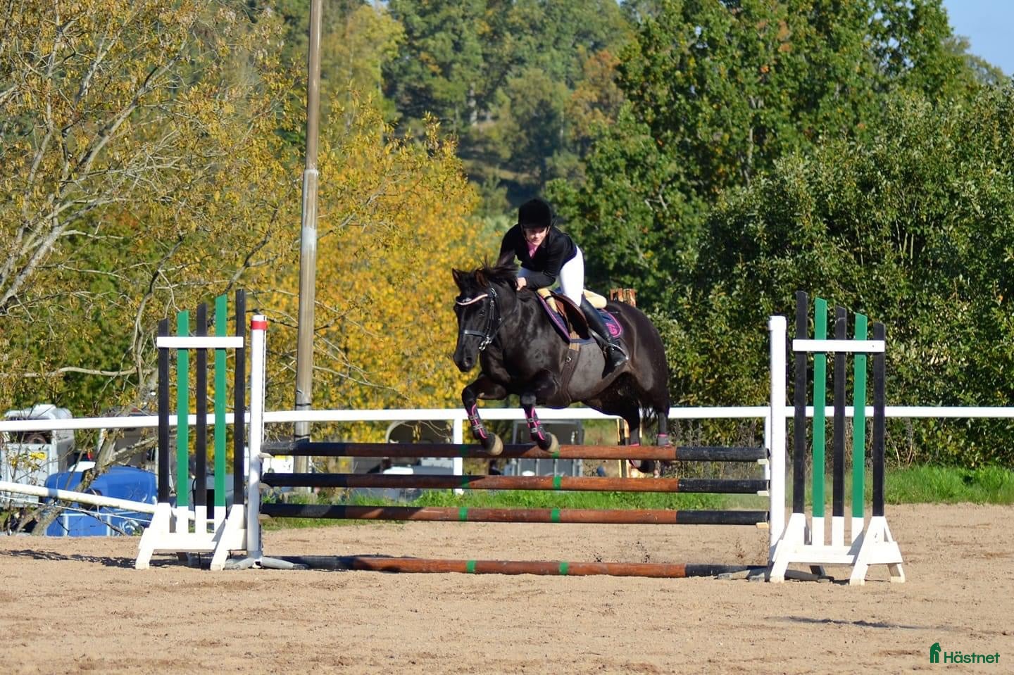  foderhäst Samarbete sökes - Annons 9