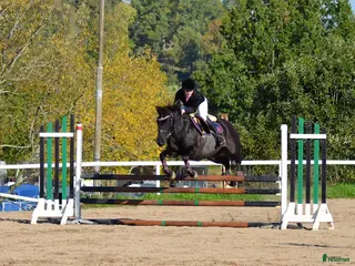 foderhäst Samarbete sökes - Annons 9