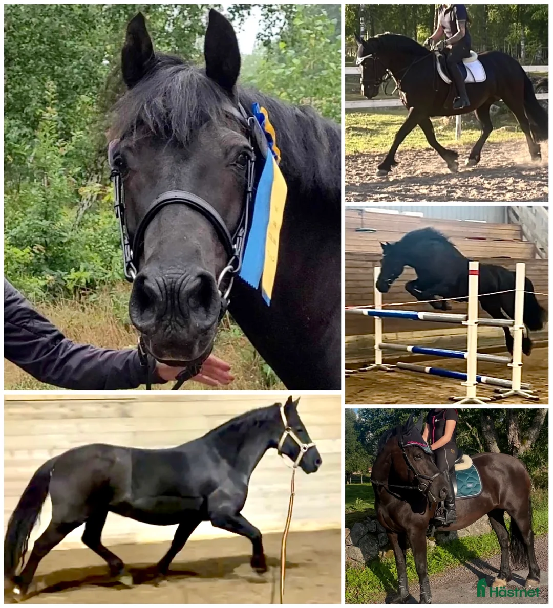 Avelshästar hästar till salu: Welsh Cob Avelsto - Annons 1
