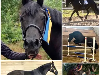 hästar Welsh Cob Avelsto - Annons 6