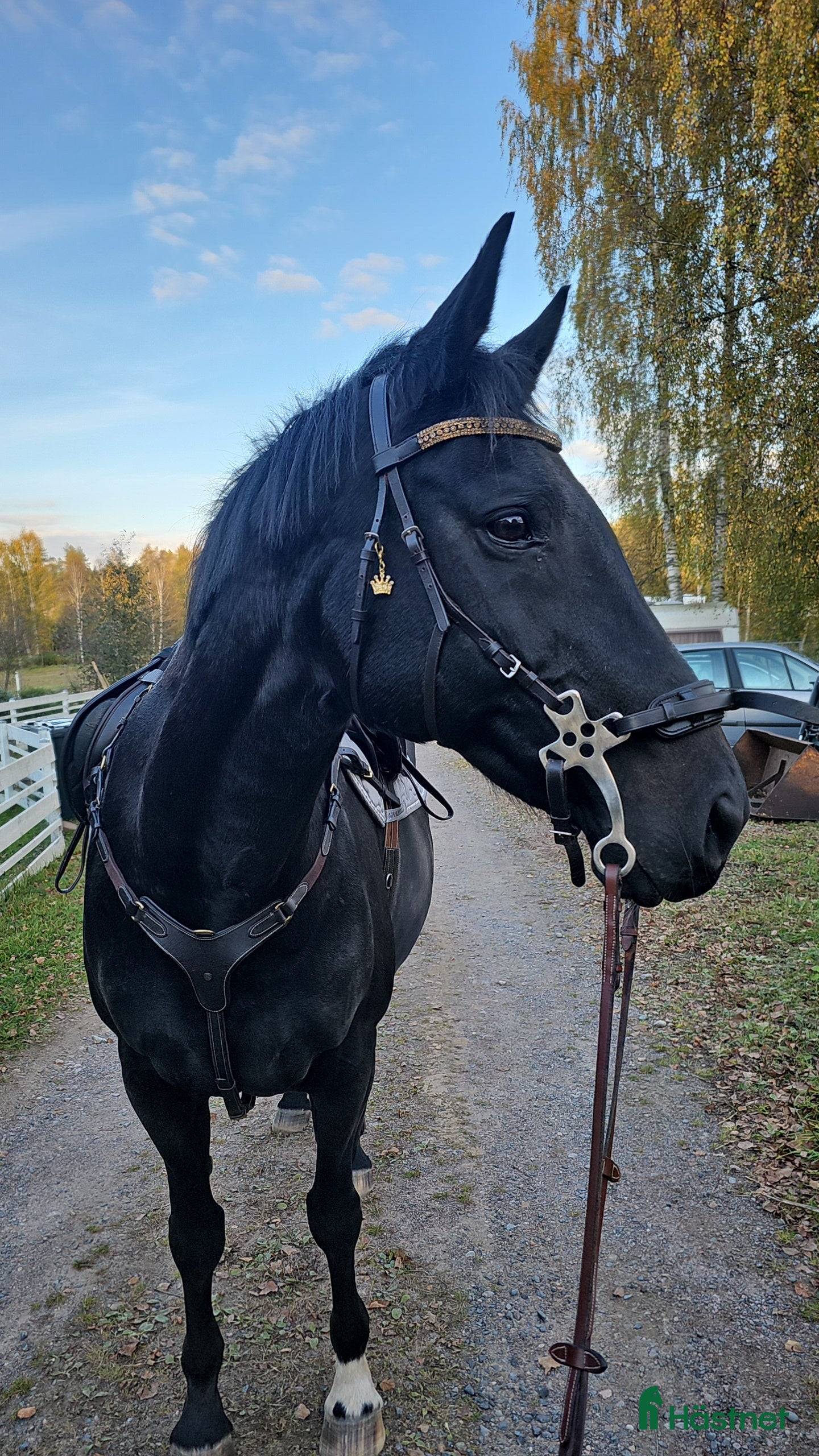  hästar Sto med enorm personlighet - Annons 15