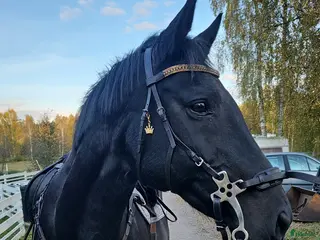 hästar Sto med enorm personlighet - Annons 15