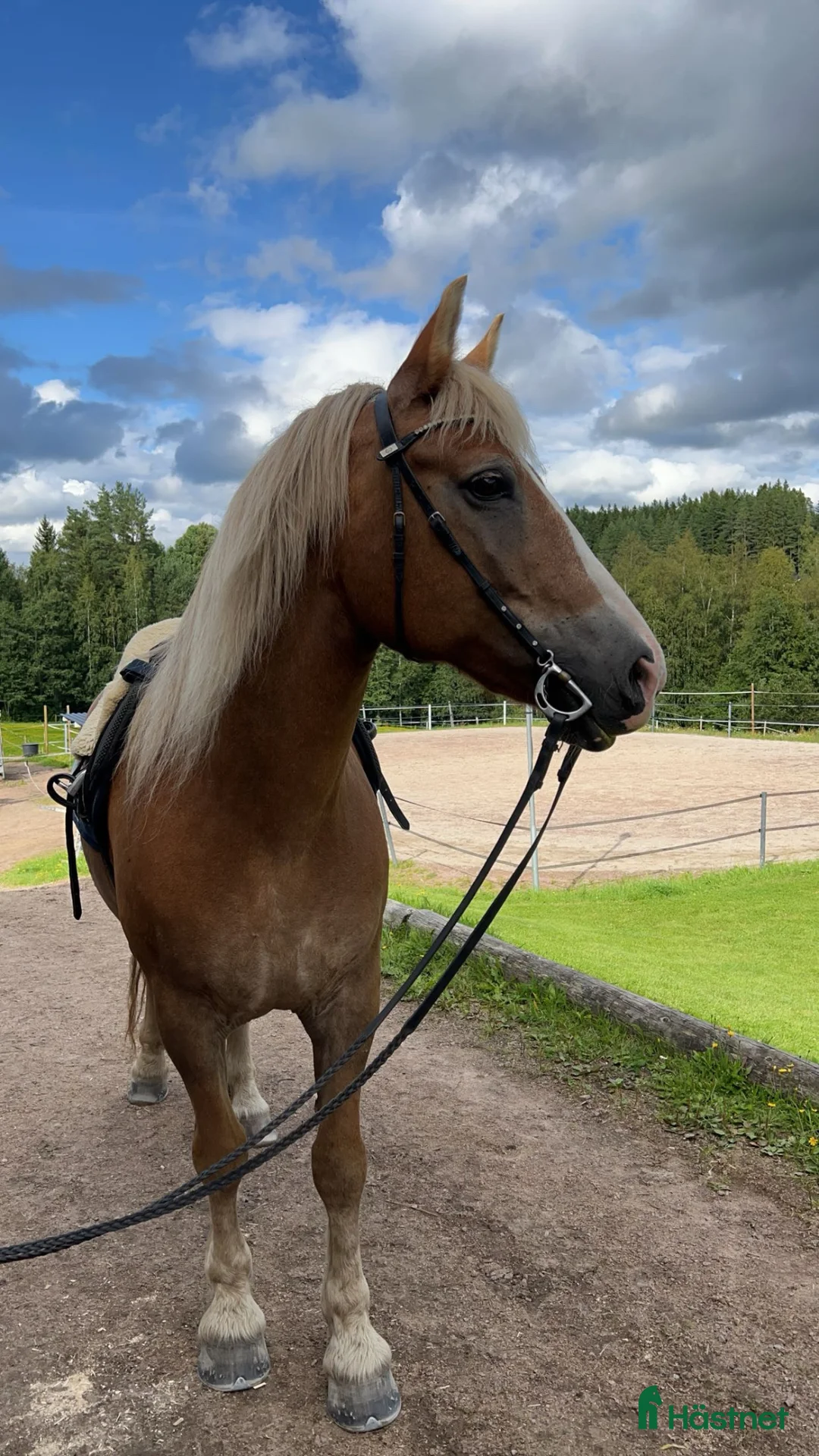 Allround hästar till salu: Trevlig hobby ridhäst  i Likenäs - Annons 2
