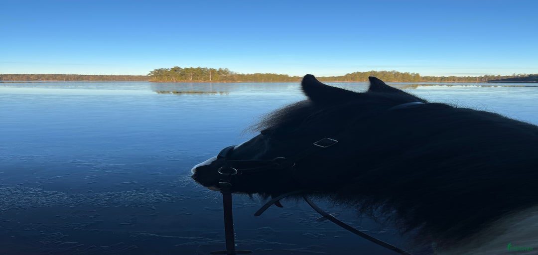 Galleribild {{count}}