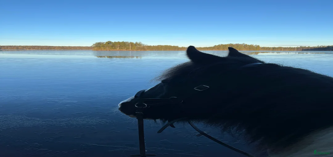 Galleribild {{count}}