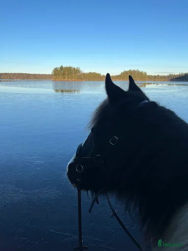 Galleribild {{count}}