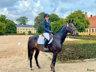 hästservice Inridning/Utbildning/omskolning i Genarp - Annons 18