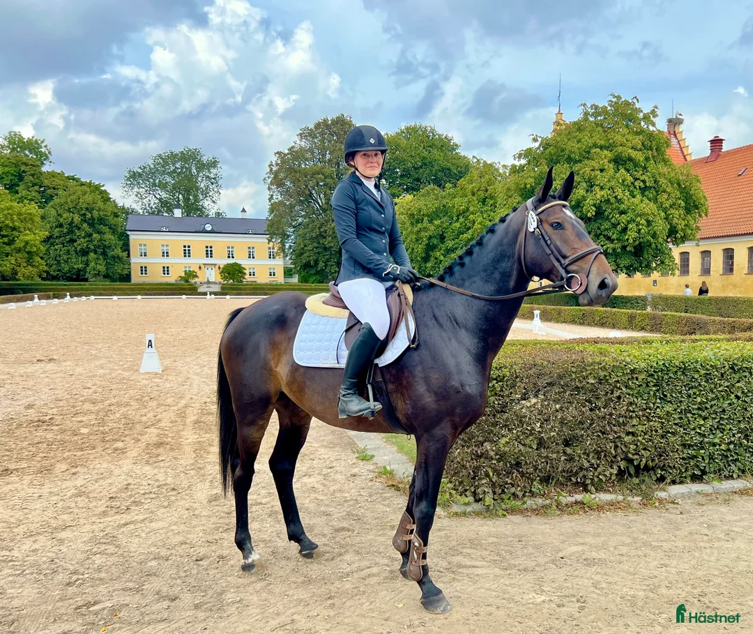  hästservice finnes: Inridning/Utbildning/omskolning - Annons 1