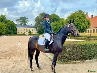 hästservice Inridning/Utbildning/omskolning - Annons 22